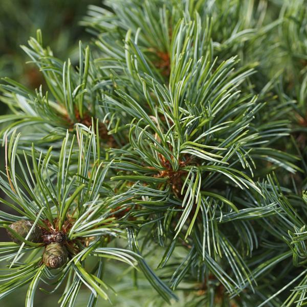 Pinus parviflora 'Negishi'